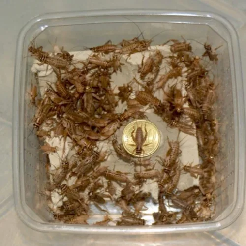 BOX Grilli - Medi