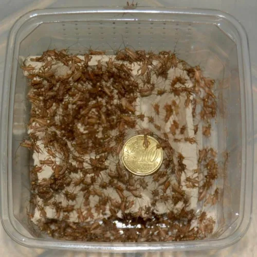 BOX Grilli - Micro