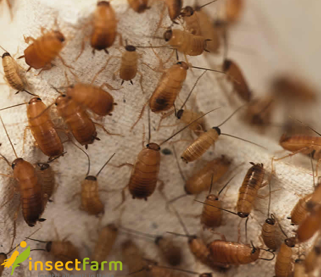 insectfarm-allevamento-insetti-da-pasto-9