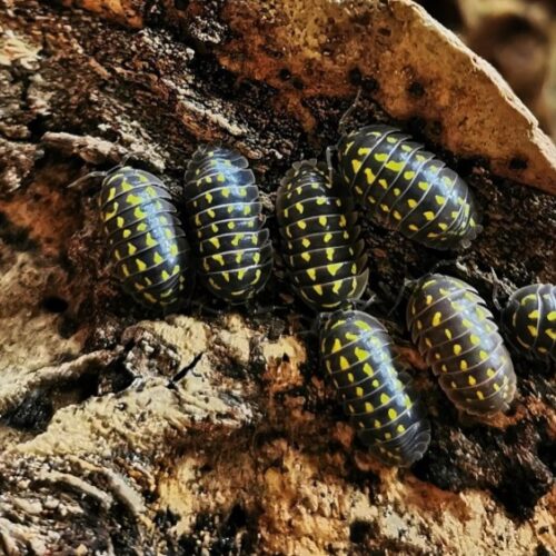Armadillidium Gestroi 10 Pz.